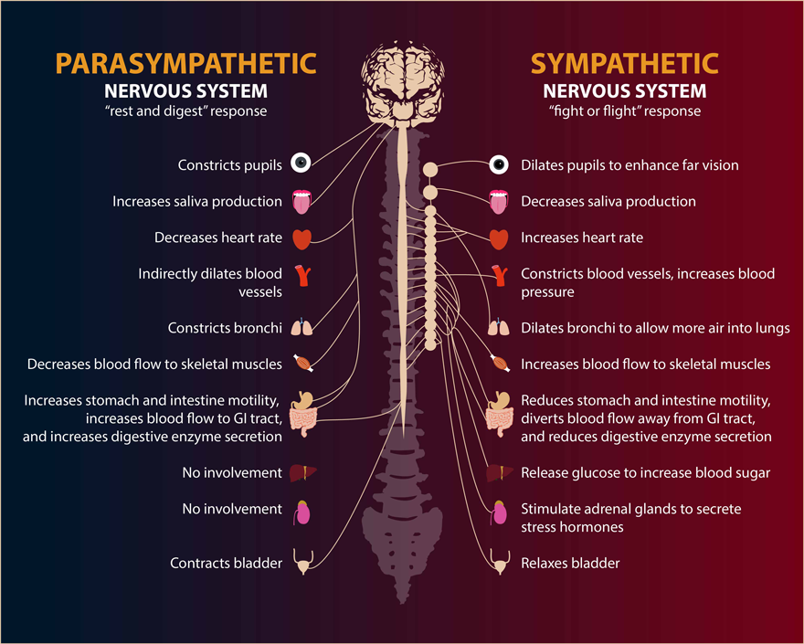 Rheumatoid Arthritis And Autonomic Nervous System Imbalance Holland 